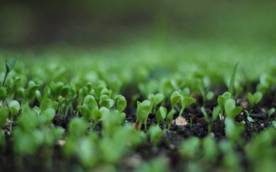 Maturity: Our Singular Standard and Focus