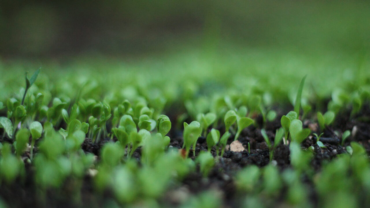 green leafed plants sprouting from the earth