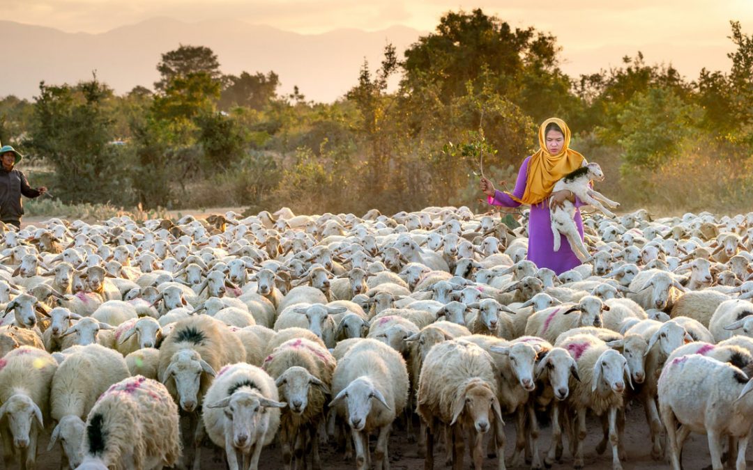 Focus On The Saints: Called To A Predetermined Destination